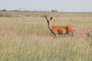 Deer in an open field