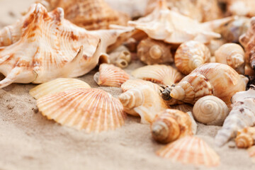 Fototapeta na wymiar Seashells on the sand, summer beach tropical background travel concept with copy space for text