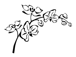 Vector black and white line art illustration of branch with orchid flowers on a white background. © naddya