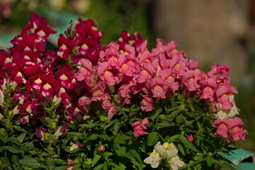 Russia. The blooming Antirrhinum (Snapdragon).