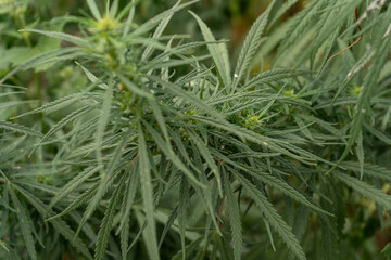 Marijuana plantation, marijuana bloom, close up