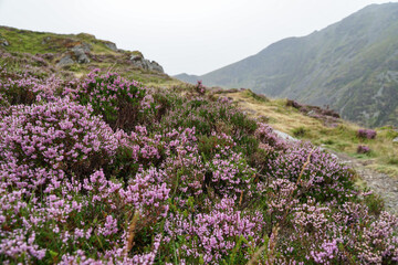 Heather growing on the slope of the mountains in Snowdonia, England.
