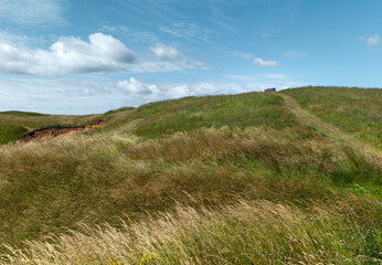 landscape with walkway along coastline with tall grasses. Flamborough, UK.