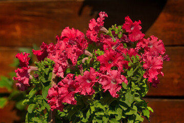 Russia. Blooming Petunia in pots.