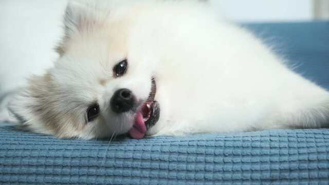 sleepy white fur puppy pomeranian show tonque relax happiness on sofa couch living room