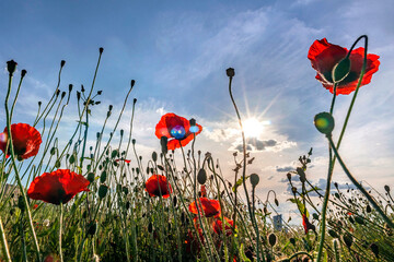 Obraz premium Mohnblumenfeld im Gegenlicht
