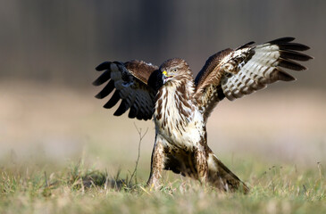 Common buzzard ( Buteo buteo )