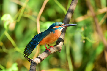 水辺の宝石カワセミ