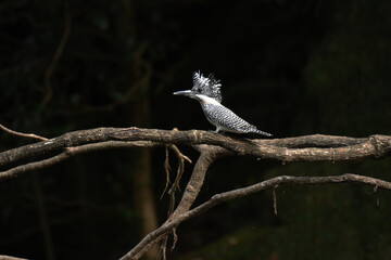 渓流の鳥　ヤマセミ