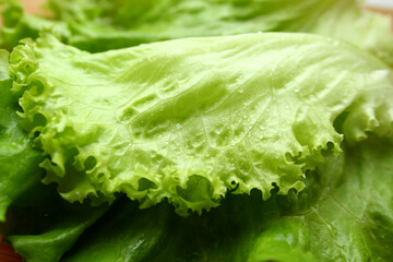 Photo of fresh green lettuce leaves with water drops.