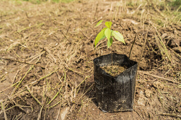 Young plant or Seedlings grown in nursery bags for Plant replacement trees or Planting alternative trees in the paper industry. Cooperation and conserve concept,Social and environmental responsibility