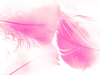 Beautiful abstract white and pink feathers on white background and soft white feather texture on pink pattern and pink background, feather background, pink banners