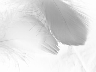 Fototapeta na wymiar Beautiful abstract gray and white feathers on white background, soft brown feather texture on white pattern background, yellow feather background