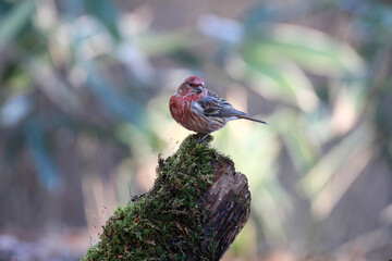 野鳥オオマシコ