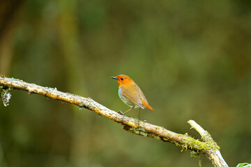 野鳥　コマドリ