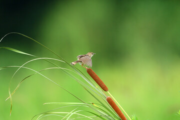野鳥　セッカ