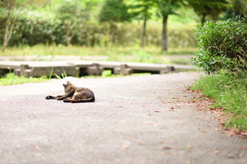 くつろぐ猫