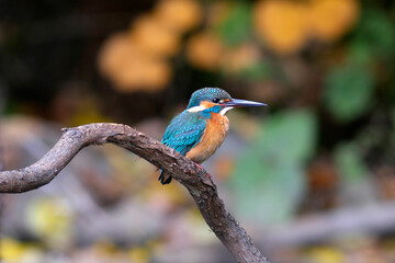 水辺の宝石カワセミ