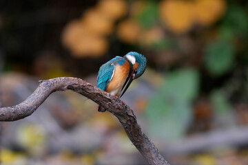 水辺の宝石カワセミ