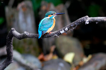 水辺の宝石カワセミ