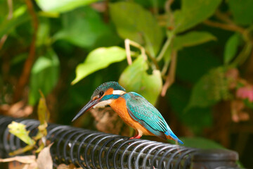 水辺の宝石カワセミ