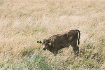 A brown calf is standing in a field of high grass looking at the camera