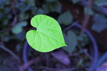 Heart-leaved moonseed leaf on top of plant pot.