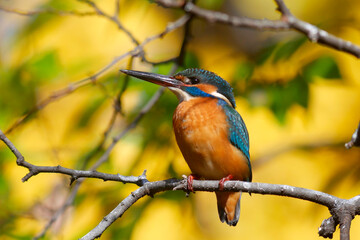 水辺の宝石カワセミ