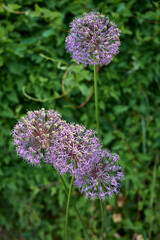 Allium giganteum