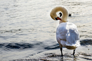 cigno e anatra