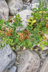 Astragalus glycyphyllos