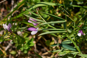 Vicia bithynica