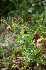 Vicia bithynica