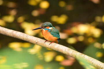 水辺の宝石カワセミ