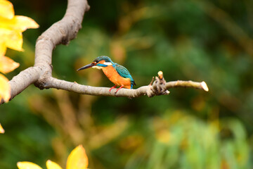 水辺の宝石カワセミ