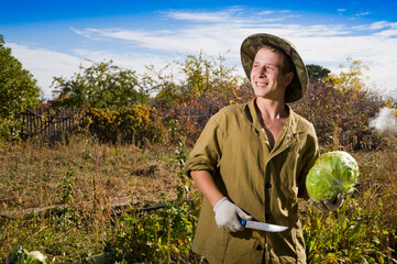 Young man collects cabbage.