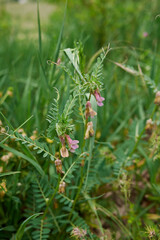 Vicia pannonica
