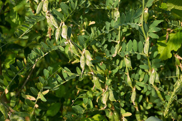 Vicia pannonica