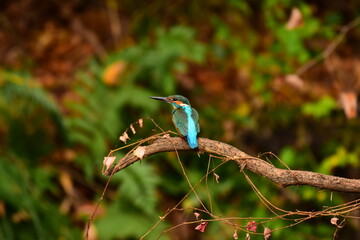 水辺の宝石カワセミ