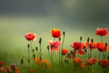 red poppies in the field
