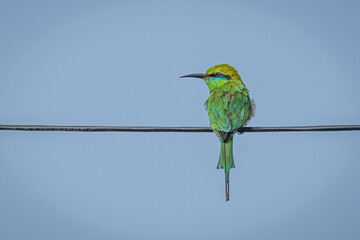 little green bee eater