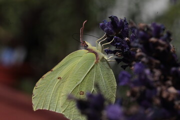 Green Butterfly