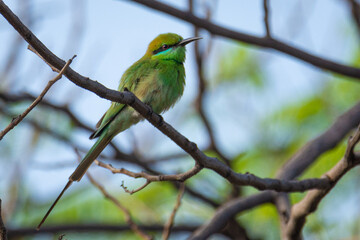 little green bee eater