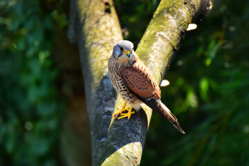 野鳥　チョウゲンボウ