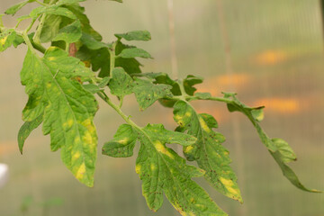 diseased tomato leaf. Fungal disease on the leaves