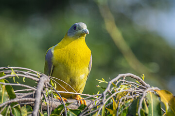 yellow and green pigeon bird