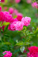 Pink rose flowers on the rose bush in the garden