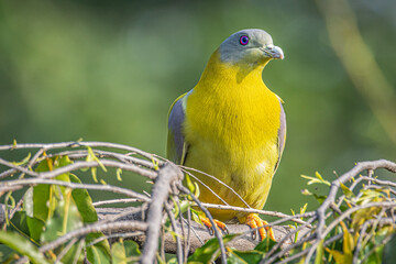 yellow and green pigeon bird
