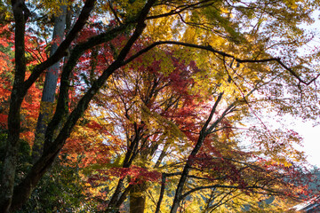 秋の紅葉
