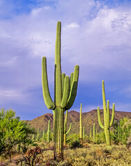 Late afternoon light on cactus in  Organ Pipe Cactus National Monument in the Sonoran desert in...